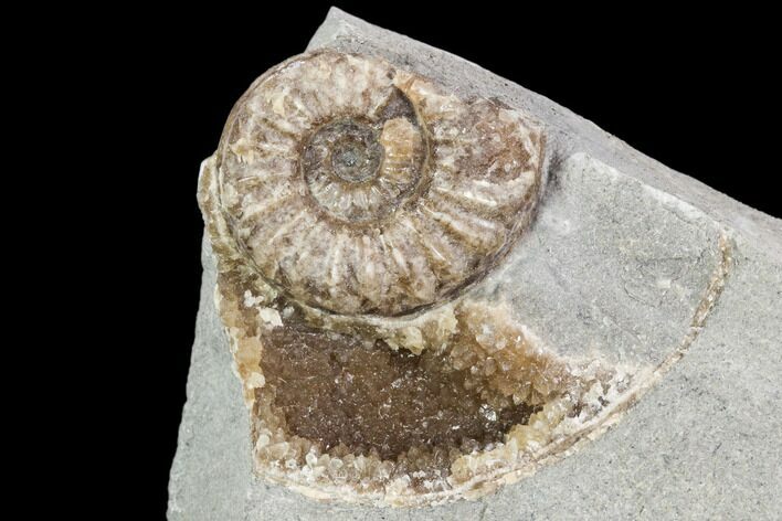 Ammonite (Promicroceras) Fossil - Lyme Regis #102888